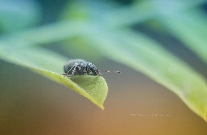 макро, весна *** фото превью