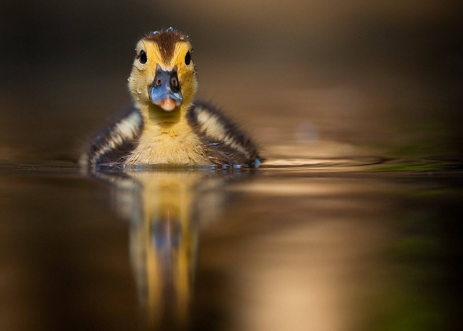 Duckling. Автор: Robert Adamec , Robert Adamec