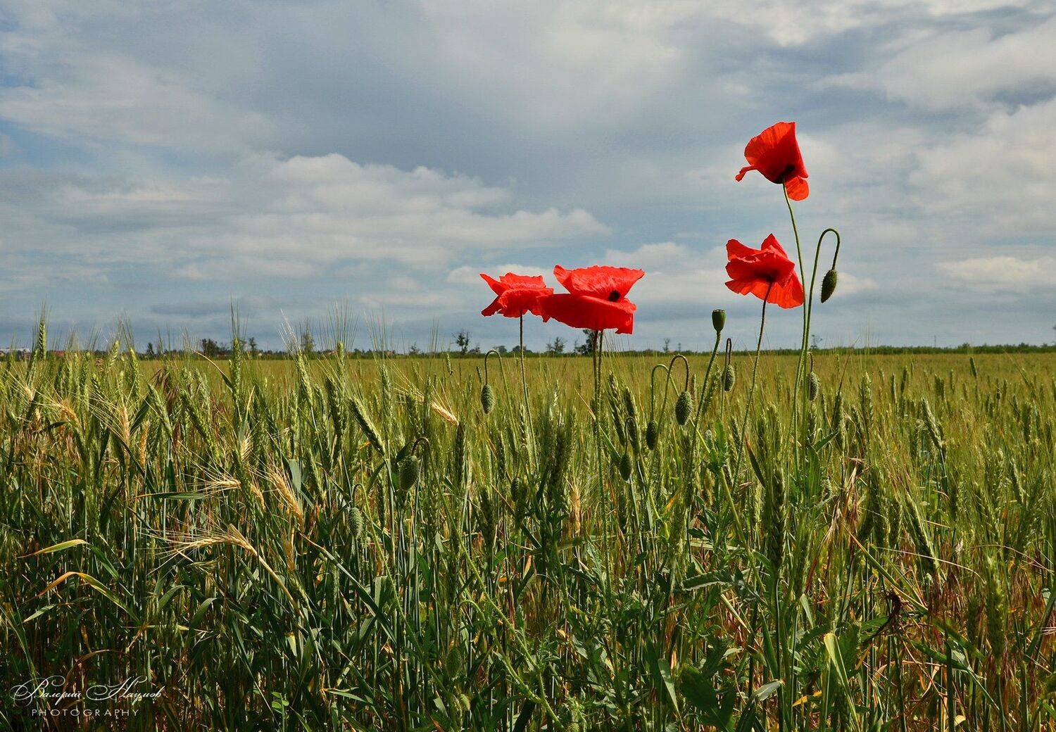 весна, май, маки, ромашки, поле, Валерий Наумов