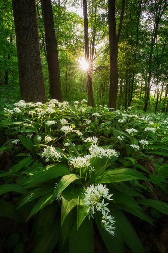 Power of Nature