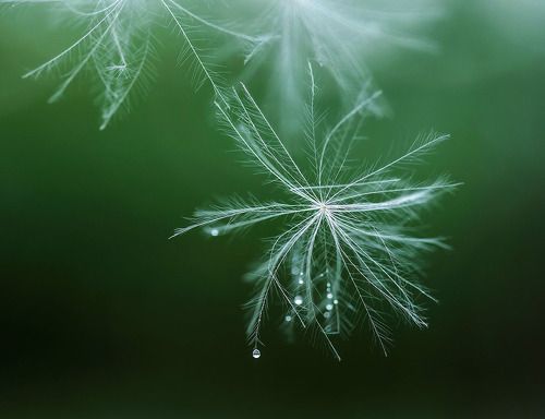 Летние снежинки