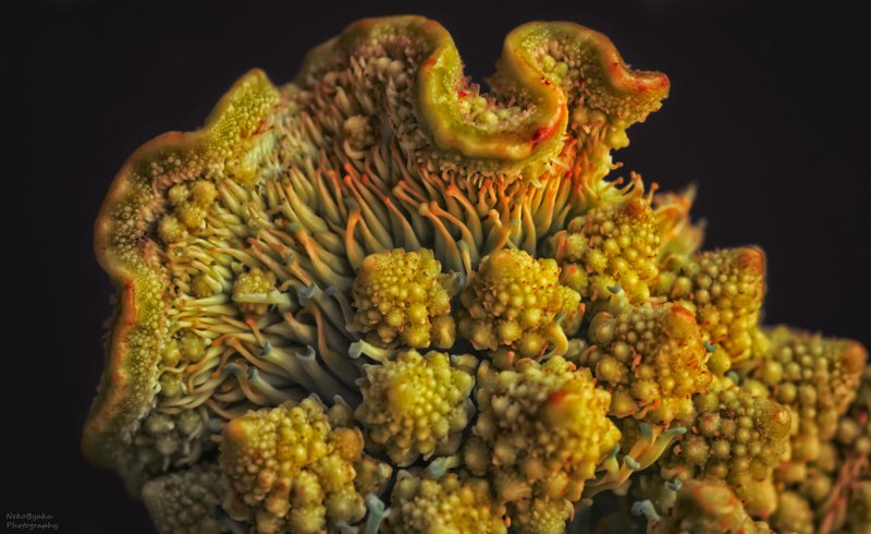 макро, природа, капуста, овощи, романеско, macro, nature, cabbage, vegetables, romanesco, Фантазии на тему капусты Романеско  фото превью