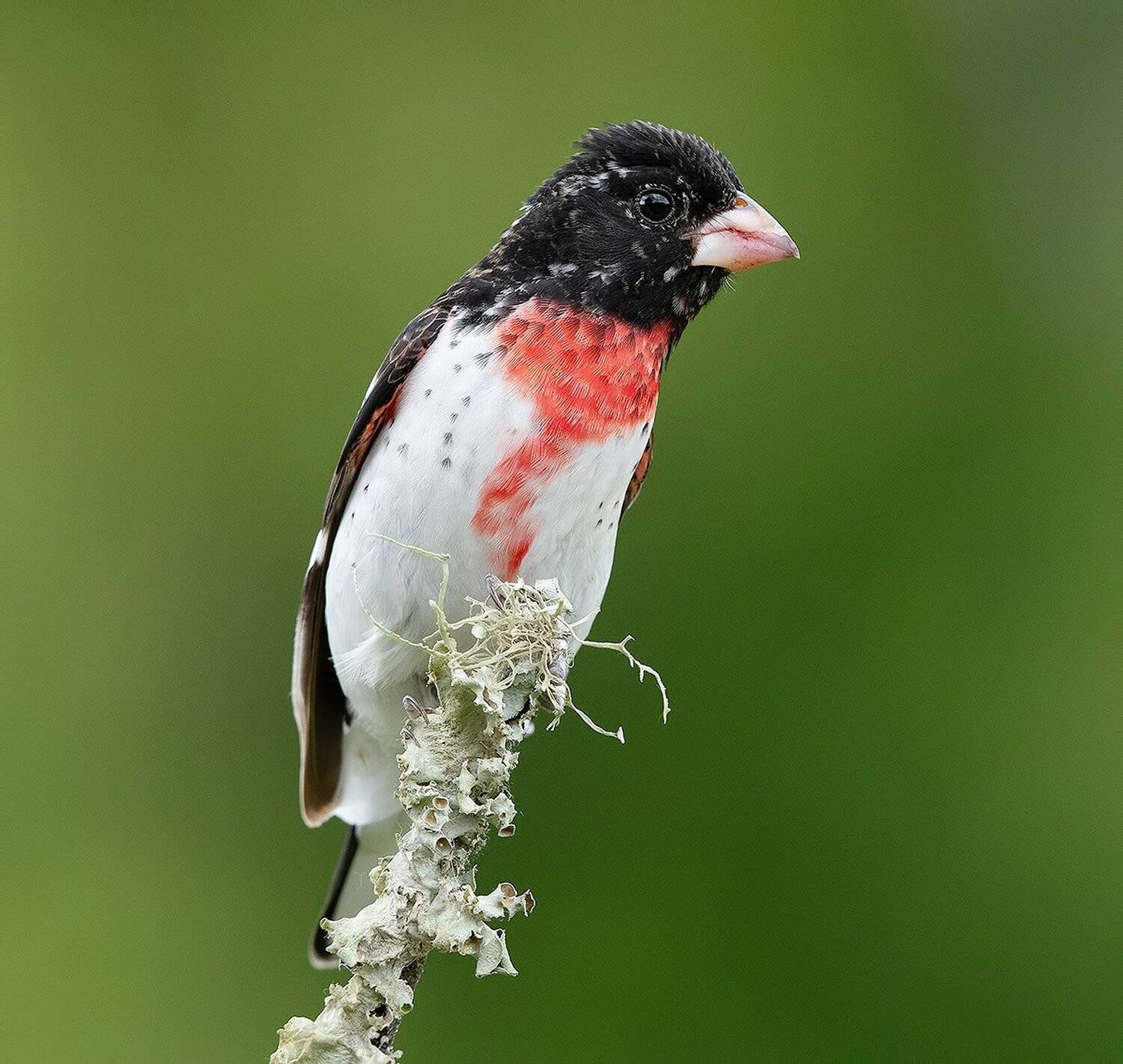 красногрудый дубоносовый кардинал, rose-breasted grosbeak, grosbeak, Elizabeth Etkind