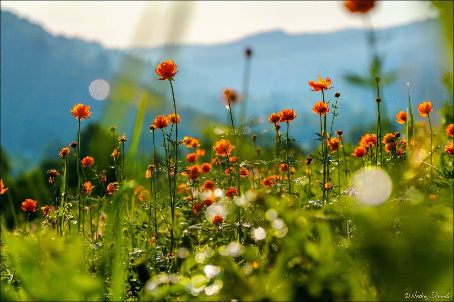 , Андрей Шумилин