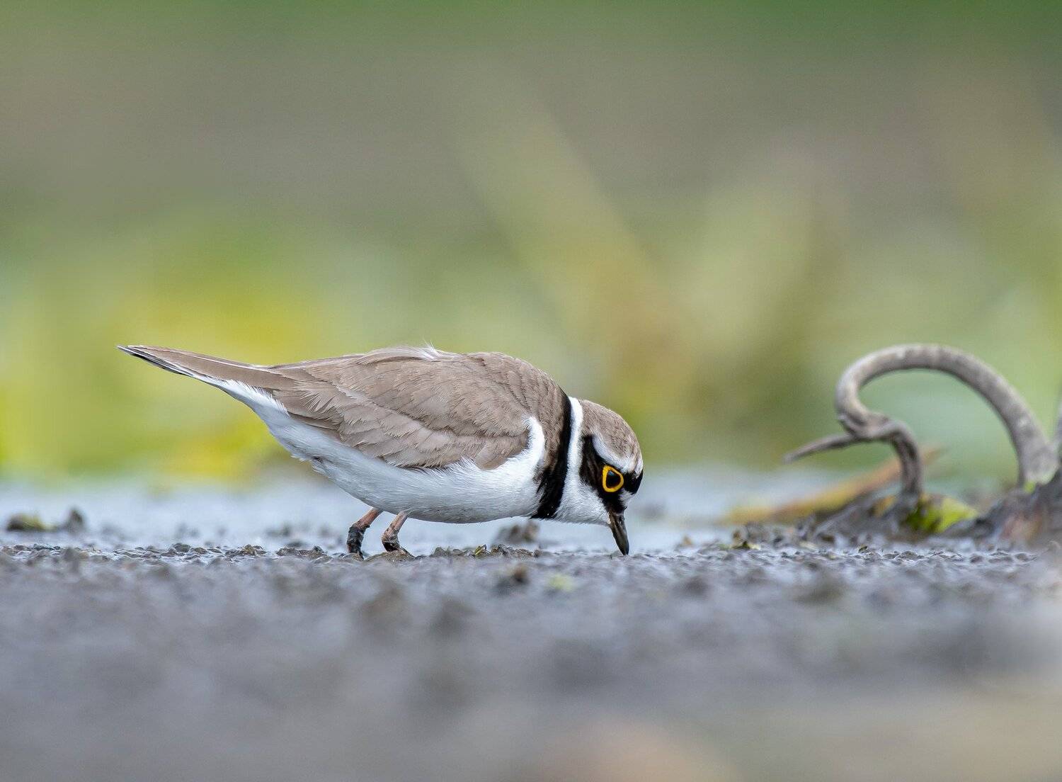 птицы,природа, весна, Андрей Киселёв