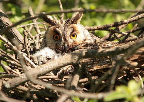 Ушастая с совенком