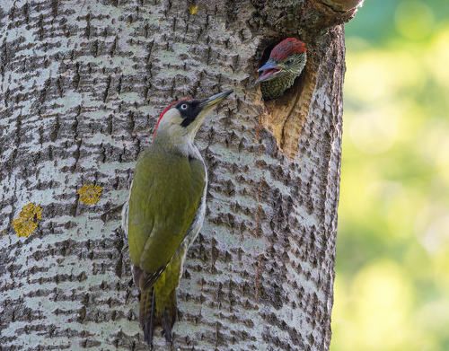 Мааамааанька, есть Хочу!