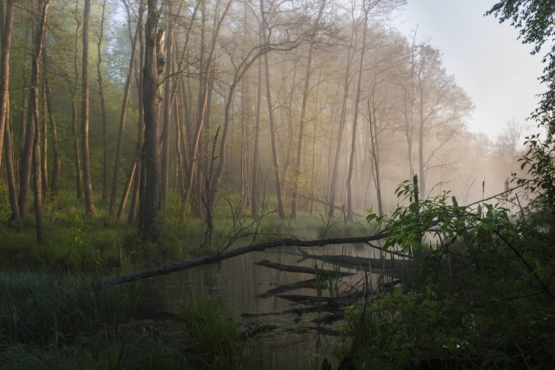 туман, московская область, утро, природа, пейзаж Утро на р. Истра фото превью