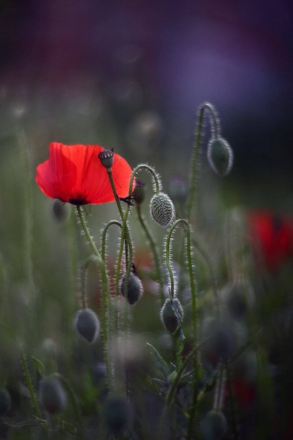 маки лето вечер, Петриченко Валерий