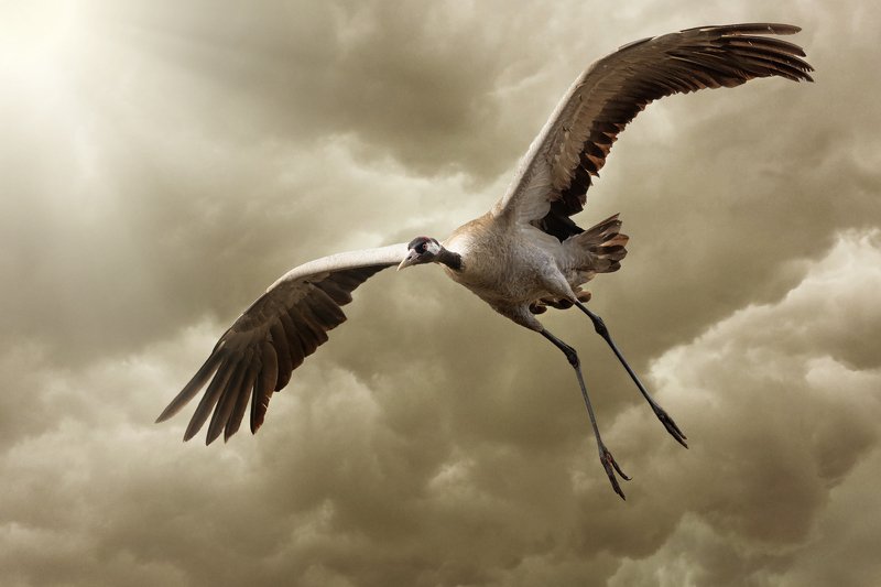 Żuraw, ptak, Птак, краны Żuraw фото превью