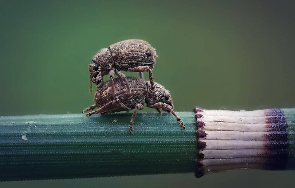 , Галина Горькавая