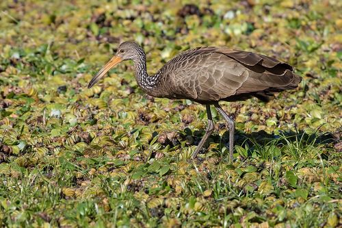 Журавль из кроссворда