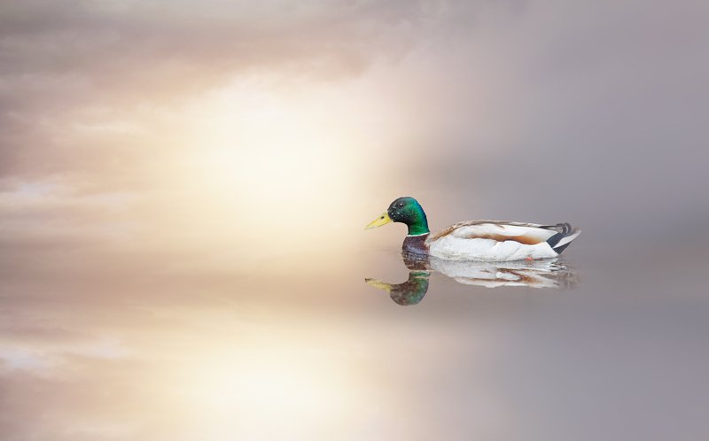 озеро Имандра,Кольский полуостров,Мурманская область. утка селезень В утреннем свете... фото превью