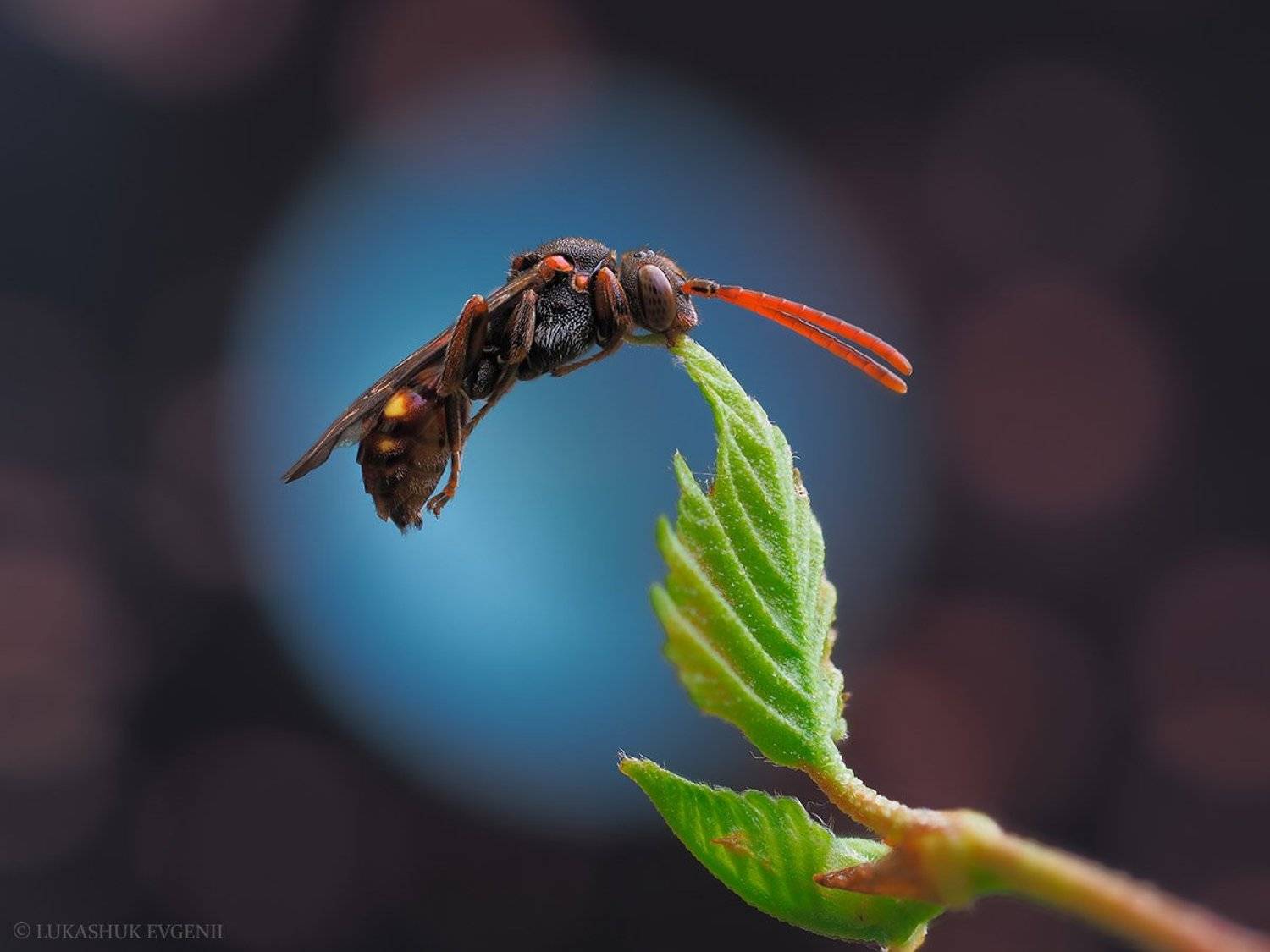 , Евгений Лукашук