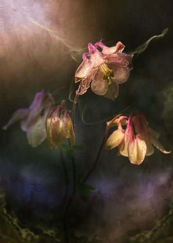 Aquilegiavulgaris