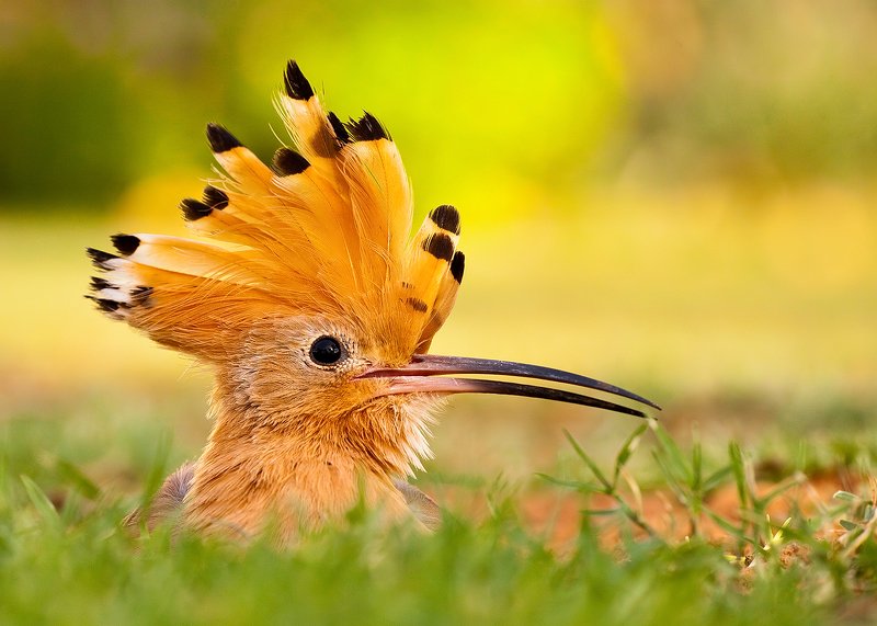 Hoopoe фото превью