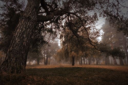 Осенний лес