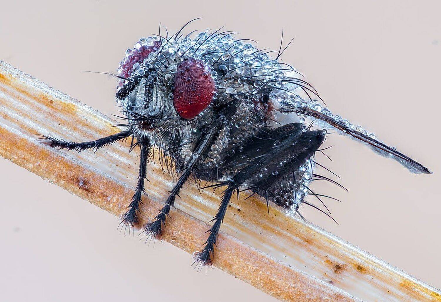 , Сергей Брагин