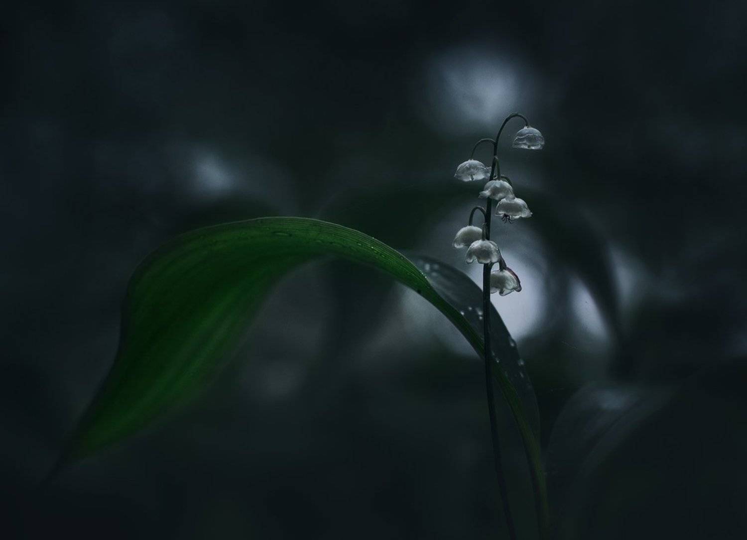 лес, свет, ландыш, природа, Баранов Олег