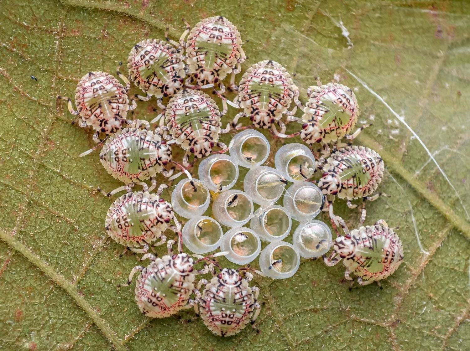 macro wildlife closeup insects spiders, Shuvam Sadhukhan