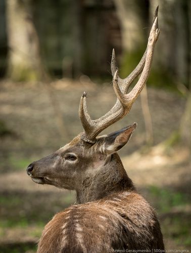 Sika deer Cervus nippon or japanese spotted deer male