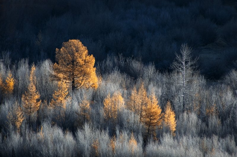 Золото Кызылшин. фото превью