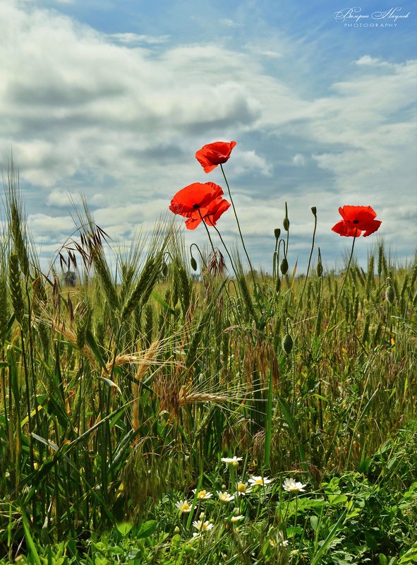 лето, маки, ромашки, пшеничное поле ...и ромашки! фото превью