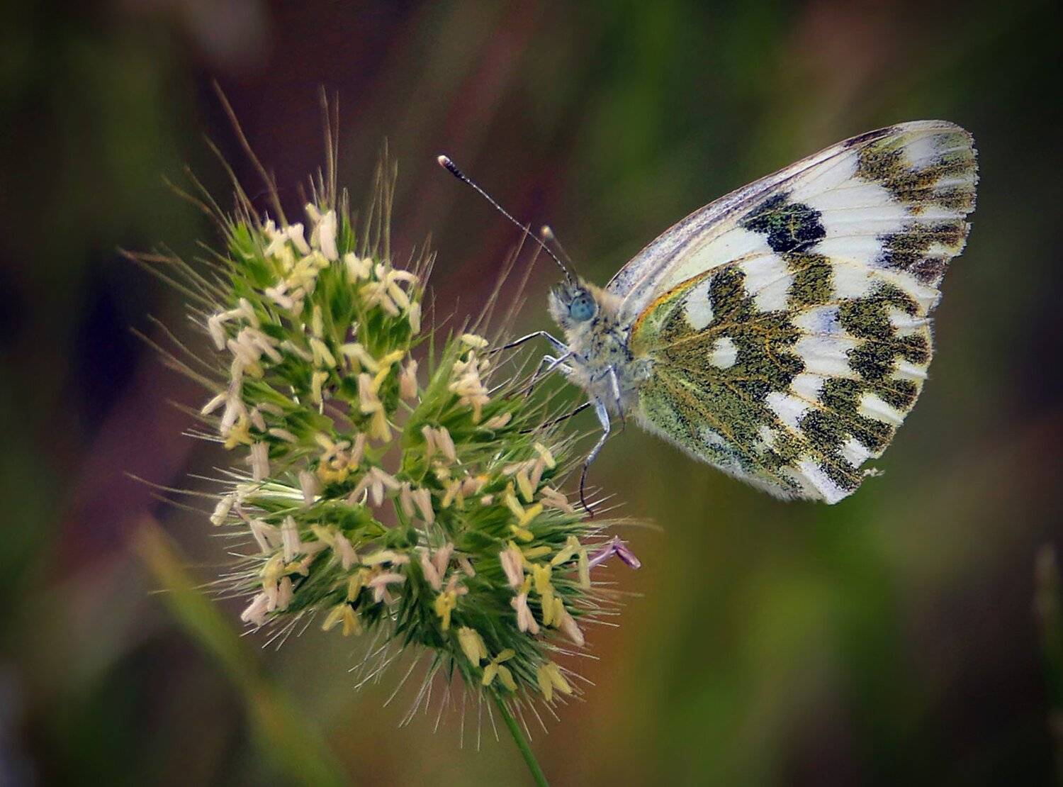 флора,фауна.бабочка,цветок.насекомое., Marat Magov