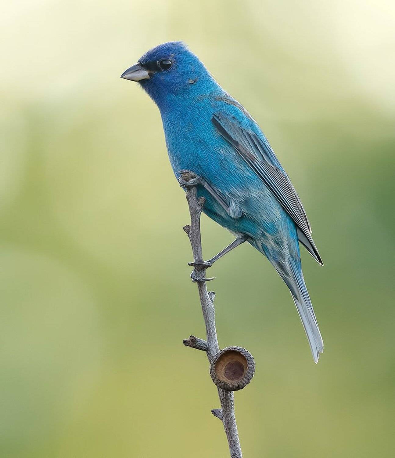 индиговый овсянковый кардинал,indigo bunting, кардинал, Elizabeth Etkind