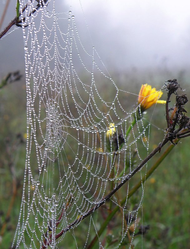 сеть с цветком фото превью