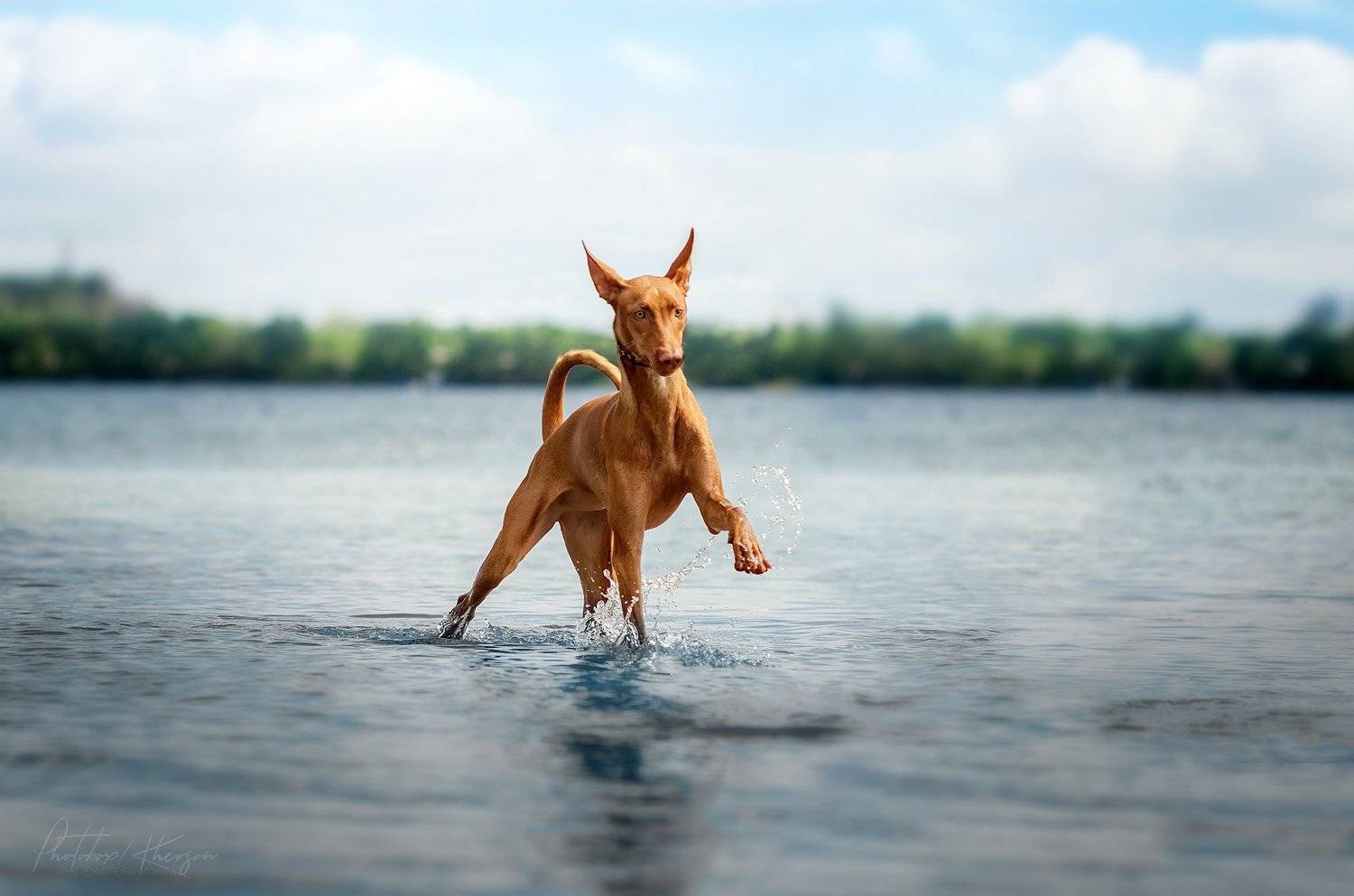 собака, анималистика, река, природа, движение, Екатерина Кикоть