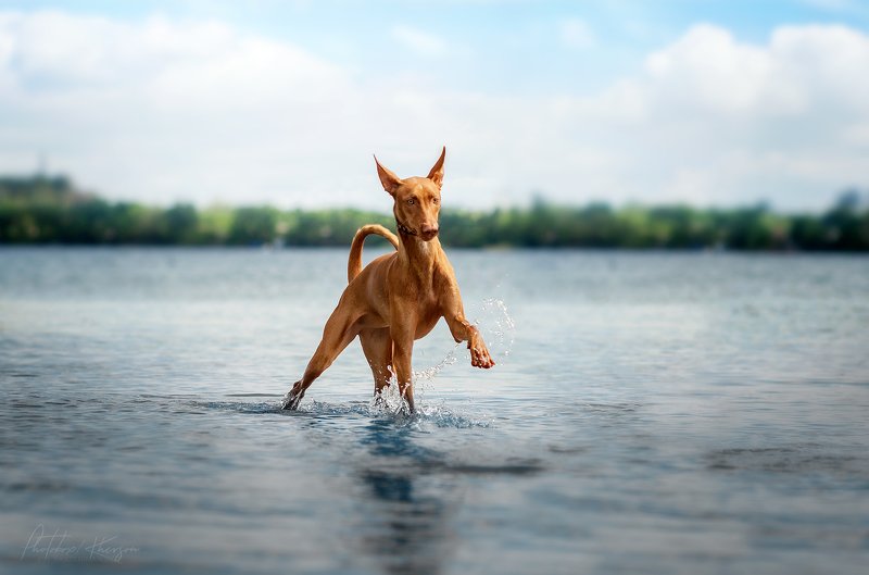 собака, анималистика, река, природа, движение Фараонова собака фото превью