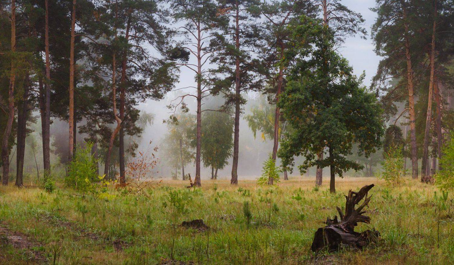 осень, туман, лес, Галанзовская Оксана