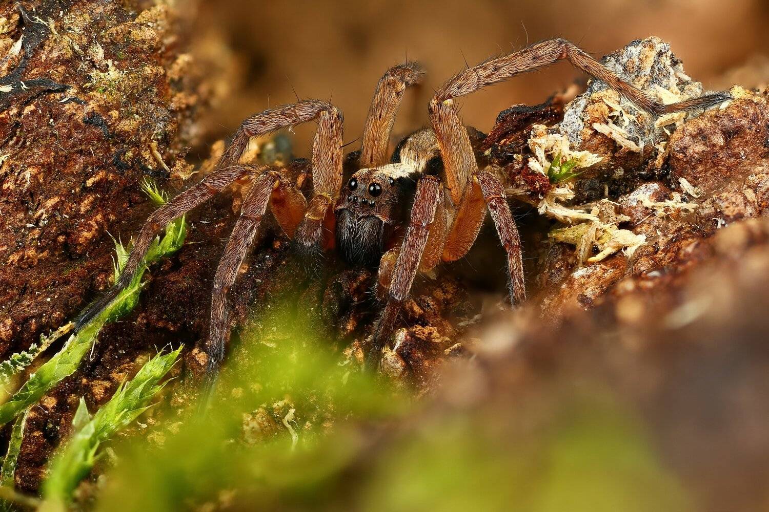 макро,природа,паук,цвет,коричневый,зеленый, Андрей Шаповалов