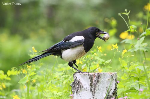 Сорока - воровка