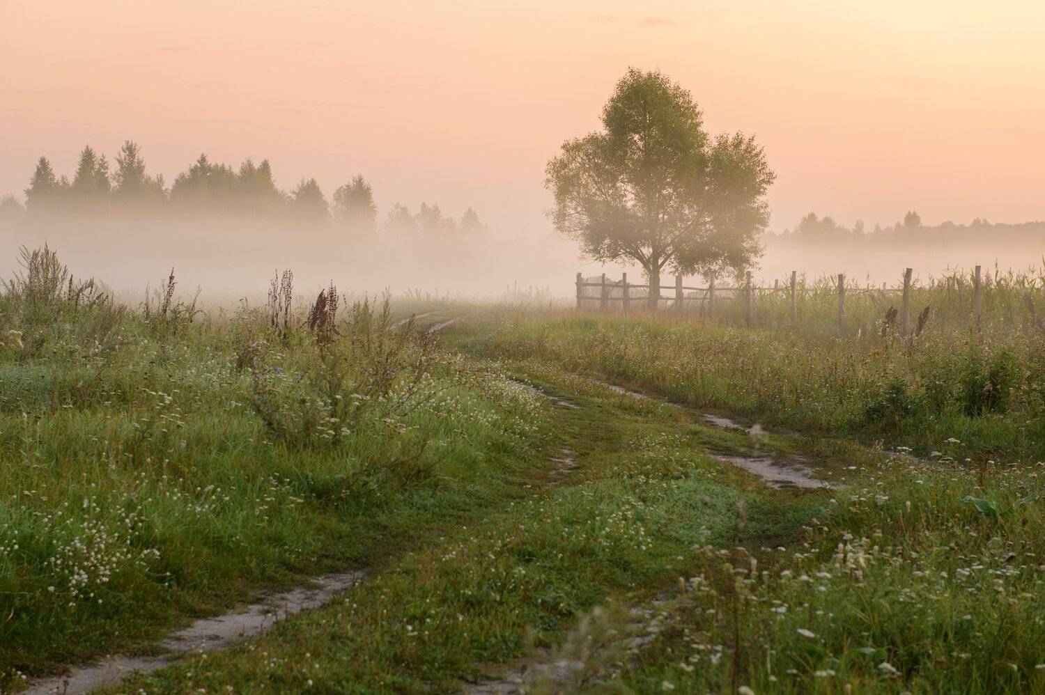 пейзаж,россия,рассвет,лето,туман,красота, Юлия Лаптева