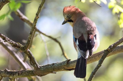 Лесная красавица