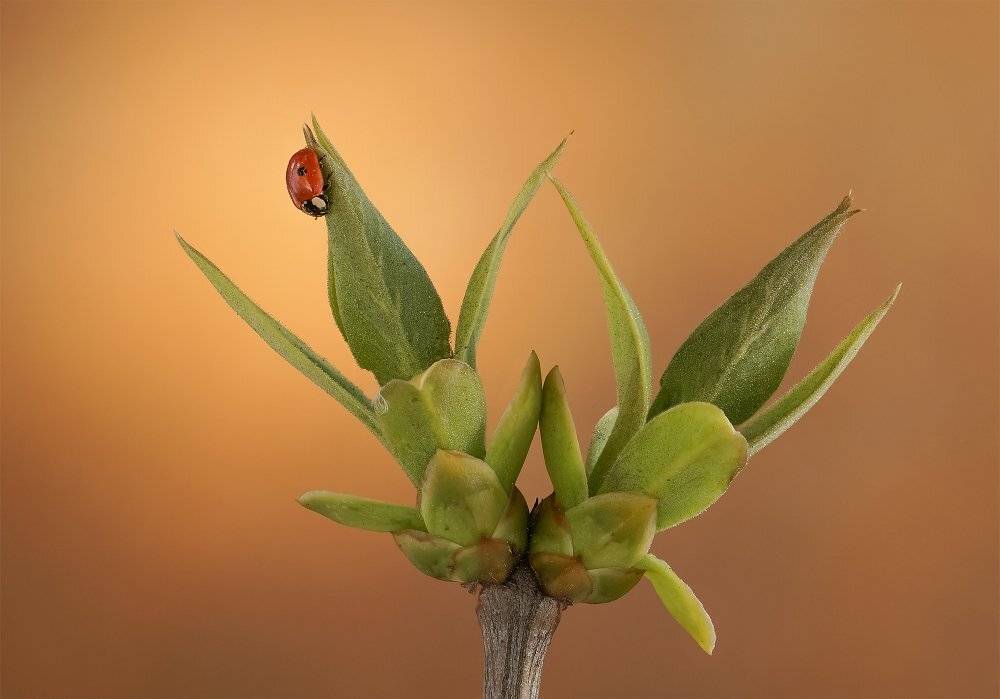 Жук, листья сирени, Чепленко Алексей