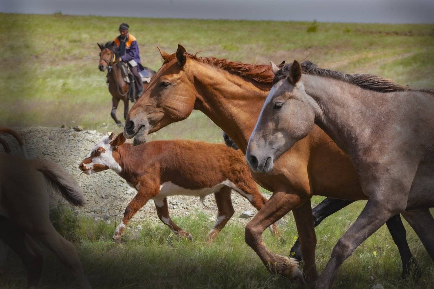 , петр чиков