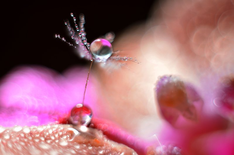 макро, капля, пушинка, цвет, макро мир, макросъемка, красное, вода, *** фото превью