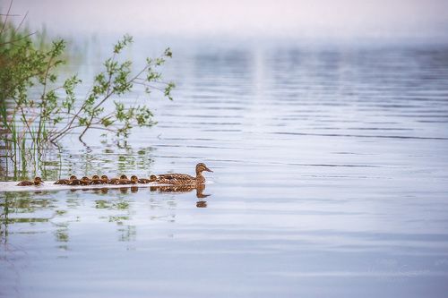 На первый-второй рассчитайсь!