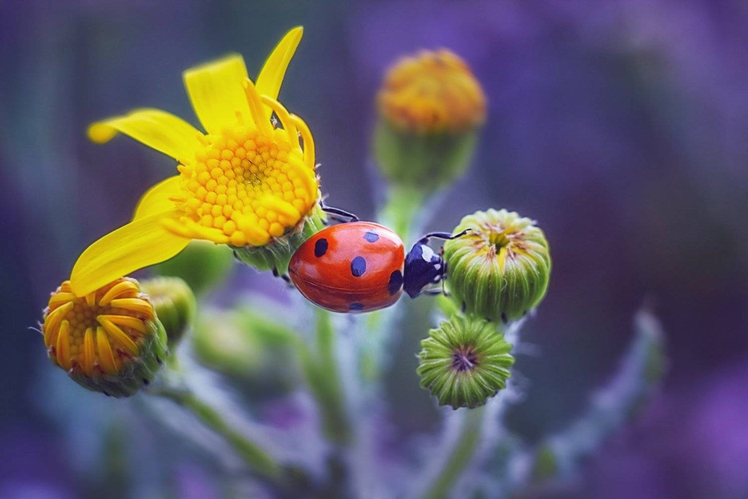 helios-44m-6, manual lens, мануальная оптика, beautiful, красивый, moment, момент, nature, природа, wildlife, summer, лето, летняя, insect, насекомое, redbug, букашка, ladybug, божья коровка,, Наталья Терентьева