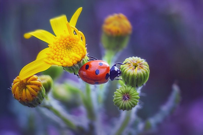 helios-44m-6, manual lens, мануальная оптика, beautiful, красивый, moment, момент, nature, природа, wildlife, summer, лето, летняя, insect, насекомое, redbug, букашка, ladybug, божья коровка, Пятнистый мостик :) фото превью
