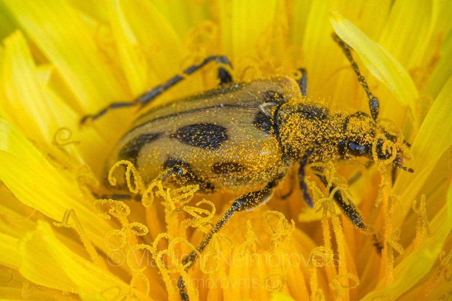 long-horned beetle, Brachyta interrogationis,  Lepturinae,  beetle, insect, coleopteran, day, spring, petals,  pollen, dandelion, Pudomyagi, Gatchina district, Leningrad Region, Russia, Владимир Нейморовец