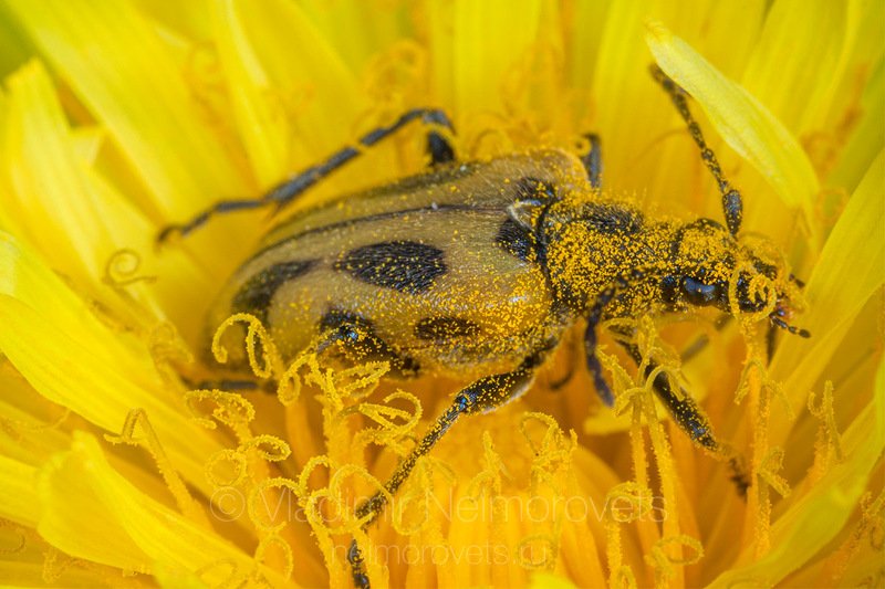 long-horned beetle, Brachyta interrogationis,  Lepturinae,  beetle, insect, coleopteran, day, spring, petals,  pollen, dandelion, Pudomyagi, Gatchina district, Leningrad Region, Russia  фото превью