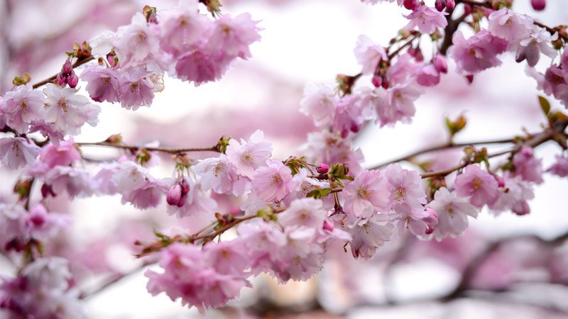 Сакура в цвету фото превью