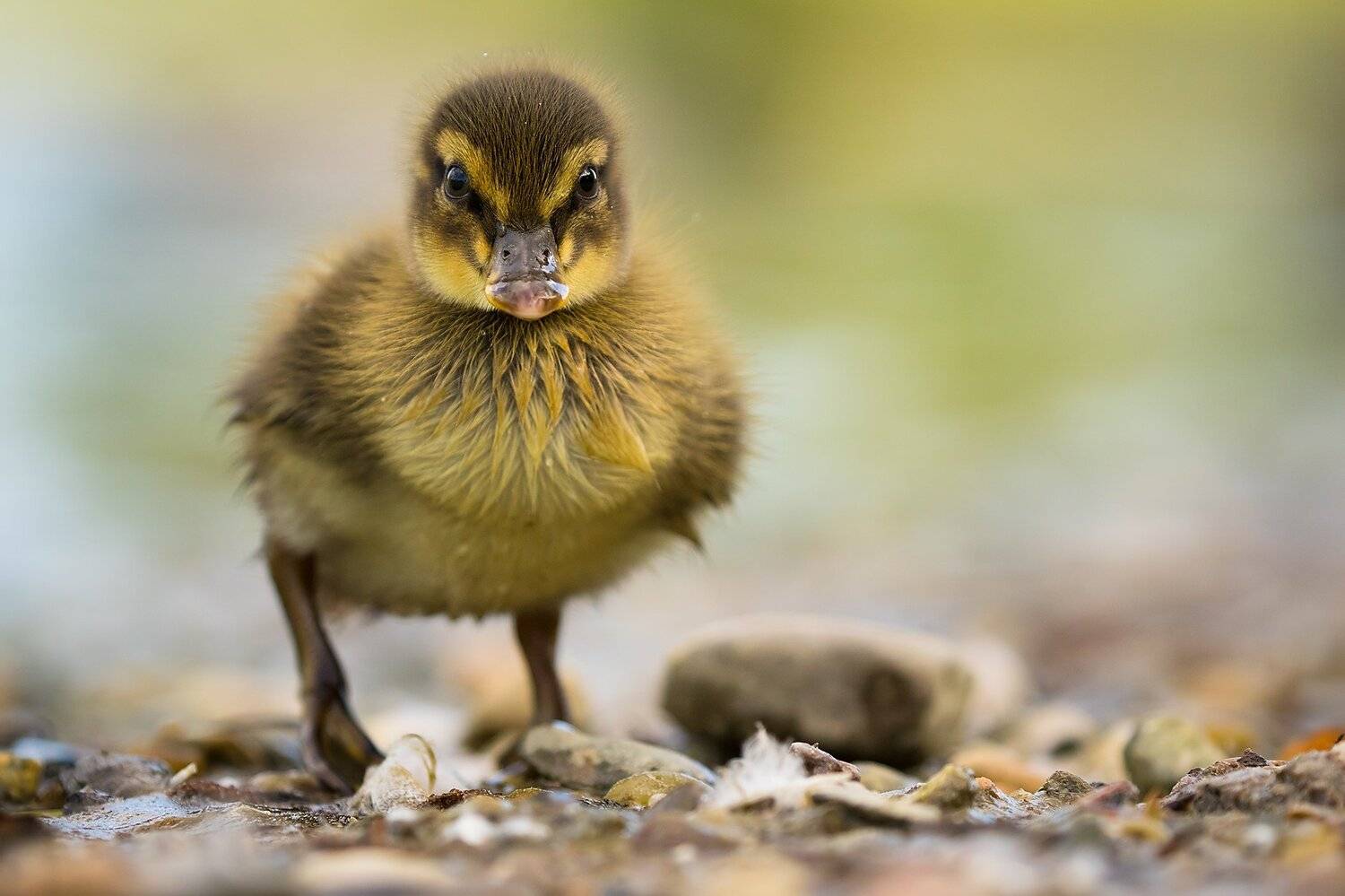 , Robert Adamec