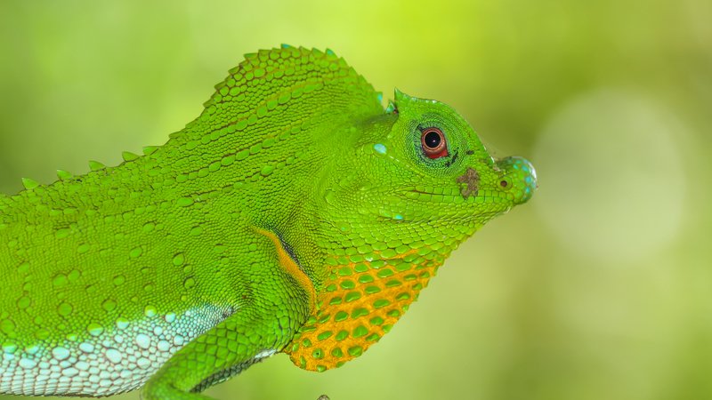 The dragon фото превью