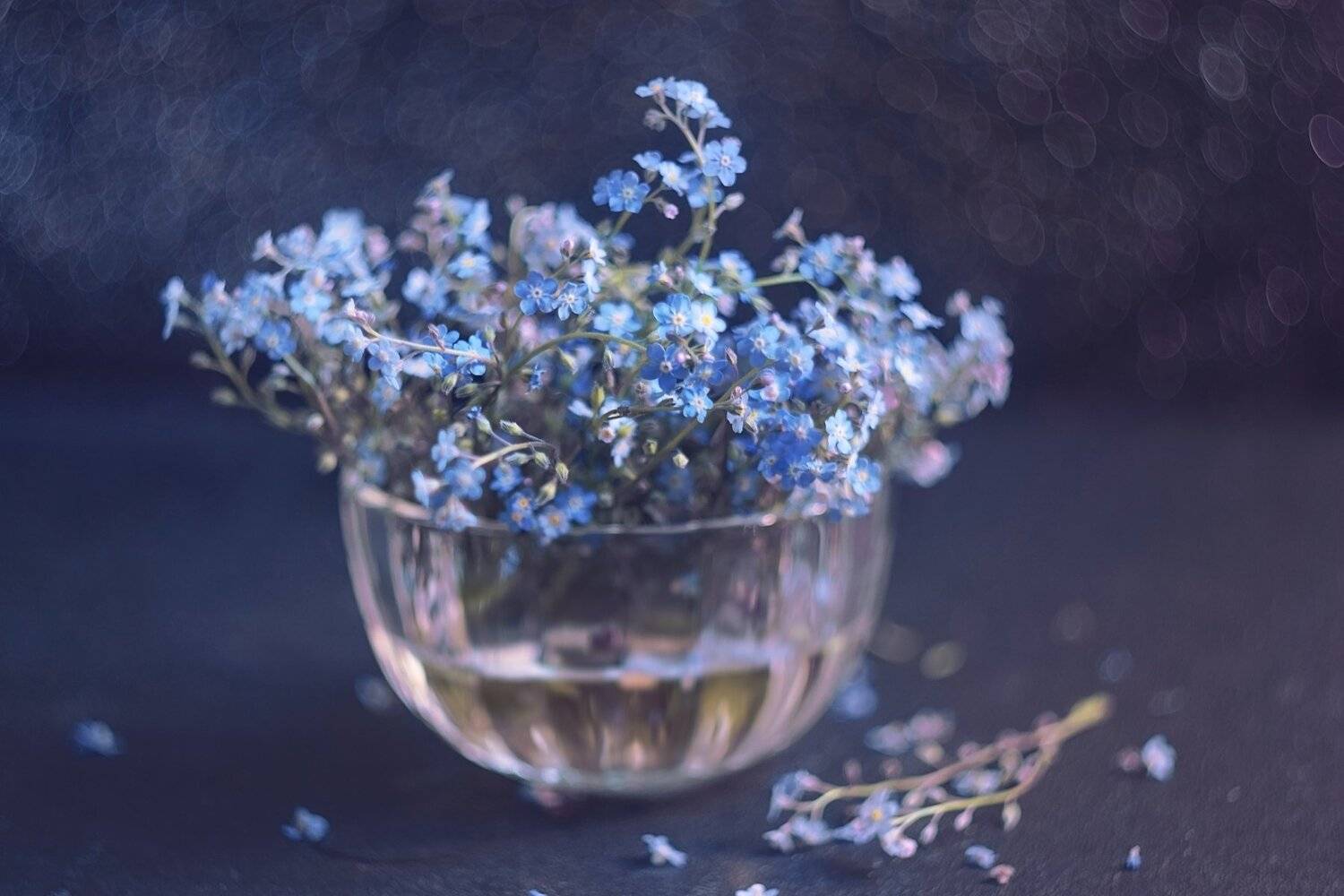 , Лапшина Владлена