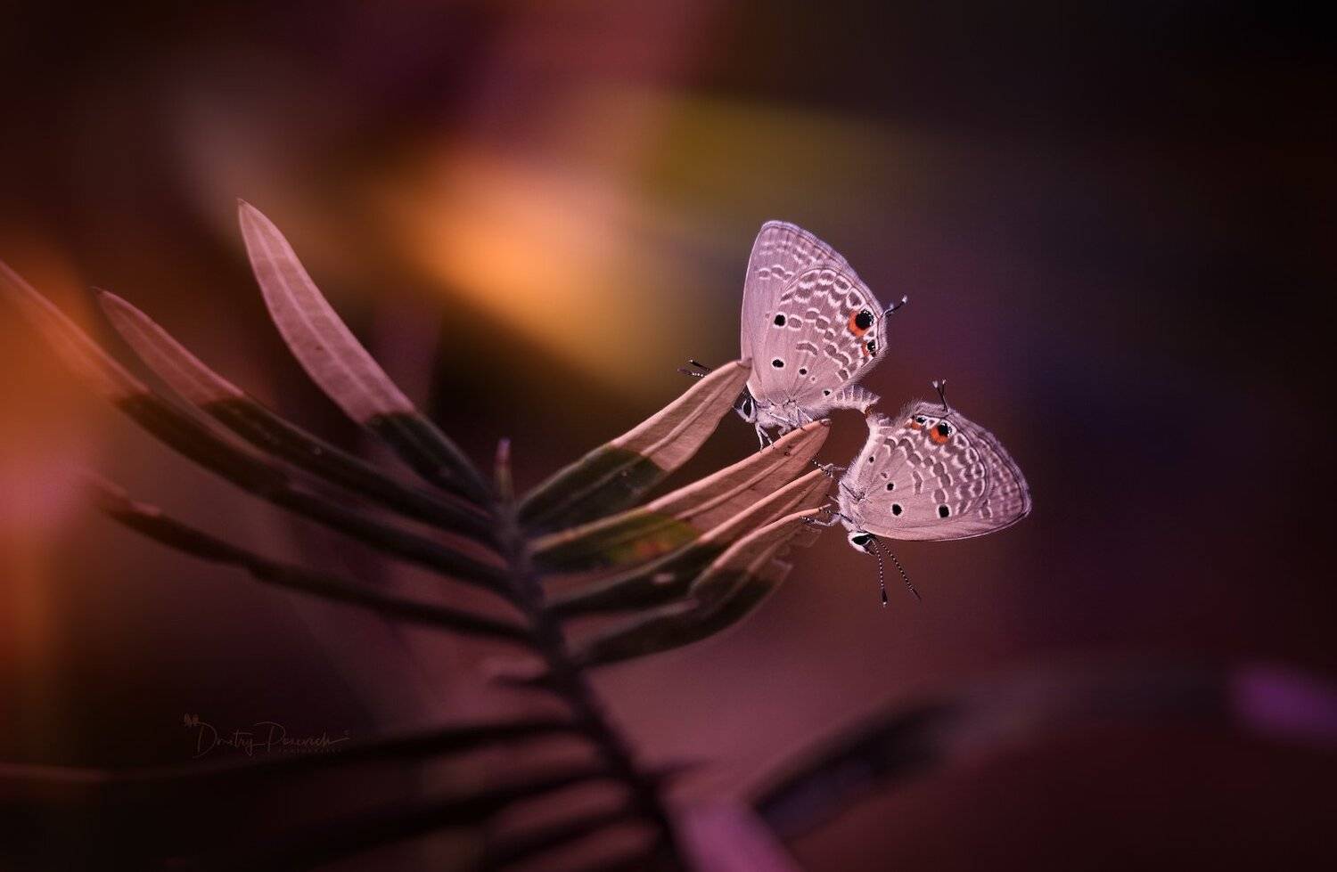 природа, животные, птицы, вьетнам, остров фукок, Дмитрий Посевич